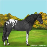 Horse Color:Blue Roan Tobiano Blanket 