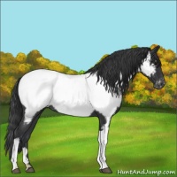 Horse Color:Blue Roan Appaloosa