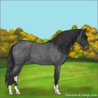 Horse Color:Blue Roan Varnish 