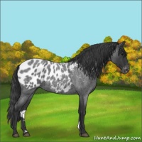 Horse Color:Blue Roan Near Leopard 
