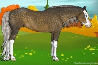 Horse Color:Chocolate Palomino Splash