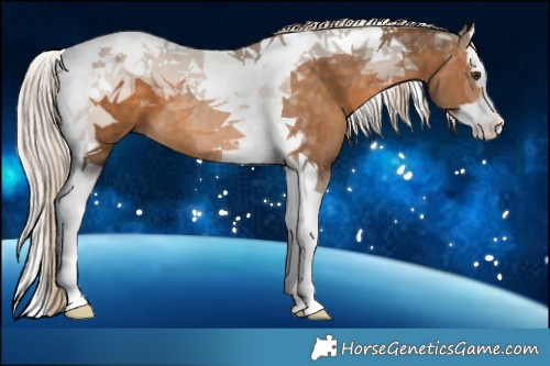 Horse Color:Chocolate Palomino Splash Tobiano 
