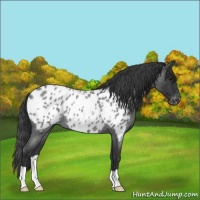 Horse Color:Blue Roan Near Leopard Rabicano 