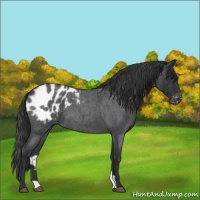 Horse Color:Blue Roan Appaloosa 