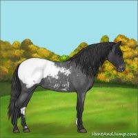 Horse Color:Blue Roan Snowcap 
