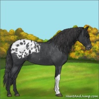 Horse Color:Blue Roan Appaloosa 