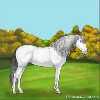 Horse Color:White Spotted Blue Roan Splash Varnish 