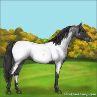 Horse Color:Blue Roan Near Fewspot 