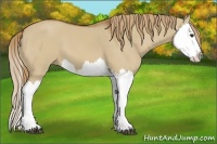 Horse Color:Red Dun Splash 