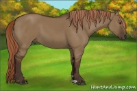 Horse Color:Liver Red Dun 