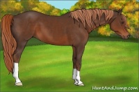 Horse Color:Liver Chestnut