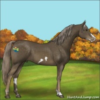 Horse Color:Chocolate Palomino Frame 