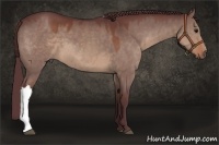 Horse Color:Chocolate Brown Dun 