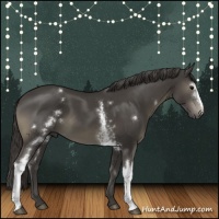 Horse Color:White Spotted Smoky Black