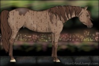Horse Color:Liver Red Dun Brindle 