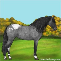 Horse Color:Blue Roan Snowcap 