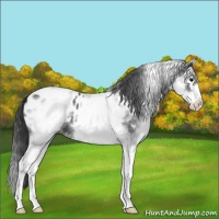 Horse Color:White Spotted Blue Roan Splash Appaloosa 