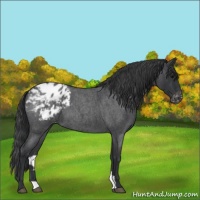 Horse Color:Blue Roan Appaloosa 