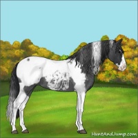 Horse Color:Blue Roan Splash Tobiano Snowcap 