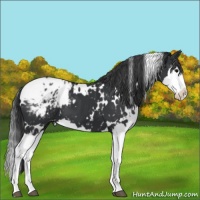Horse Color:White Spotted Black Splash Appaloosa 
