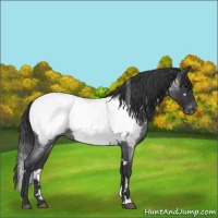 Horse Color:White Spotted Blue Roan Near Fewspot 
