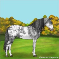 Horse Color:White Spotted Blue Roan Frame Appaloosa 