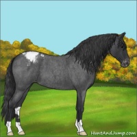 Horse Color:Blue Roan Varnish 