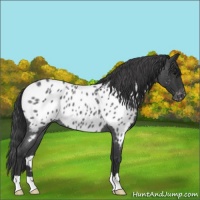 Horse Color:Blue Roan Appaloosa 