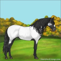 Horse Color:Blue Roan Appaloosa 