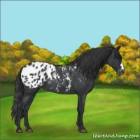 Horse Color:Blue Roan Appaloosa 