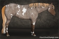 Horse Color:White Spotted Liver Red Roan 