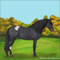 Horse Color:Blue Roan Appaloosa 