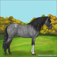 Horse Color:Blue Roan Varnish 