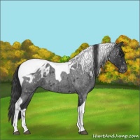 Horse Color:Blue Roan Tobiano Blanket 
