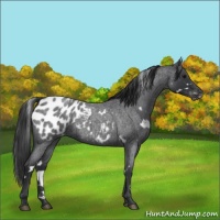 Horse Color:White Spotted Blue Roan Appaloosa