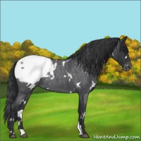 Horse Color:White Spotted Blue Roan Appaloosa 