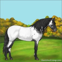 Horse Color:Blue Roan Near Fewspot 