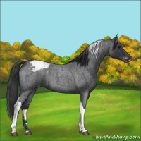 Horse Color:Blue Roan Tobiano Varnish 