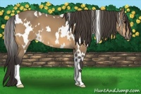 Horse Color:White Spotted Buckskin