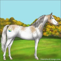 Horse Color:White Spotted Silver Buckskin Pearl Splash Rabicano 