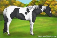 Horse Color:Black Tobiano 