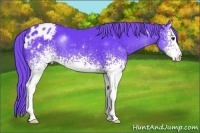 Horse Color:Watercolor White Spotted Smoky Black Appaloosa 