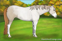 Horse Color:Liver Red Dun Roan Sabino 