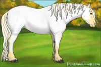 Horse Color:Palomino Appaloosa 