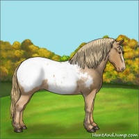 Horse Color:Chestnut Appaloosa 