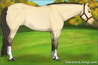 Horse Color:Buckskin Dun Rabicano 