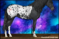 Horse Color:Black Appaloosa