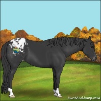 Horse Color:Black Appaloosa 