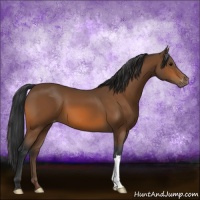 Horse Color:Bay Appaloosa 