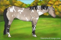 Horse Color:White Spotted Brown Dun 
